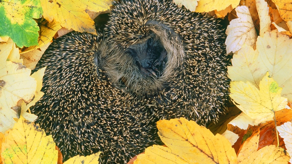 Tierische Uberlebensstrategien Von Winterschlaf Bis Winterruhe Mensch Natur Und Umwelt Radiowissen Bayern 2 Radio Br De