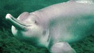 Flussdelfin | Bild: picture-alliance/dpa