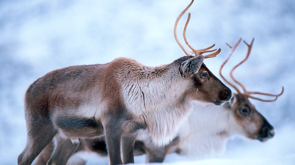 Das Rentier - Überlebenskünstler in der Arktis
Rentiere in der Arktis | Bild: picture alliance / WILDLIFE | WILDLIFE/N.Benvie