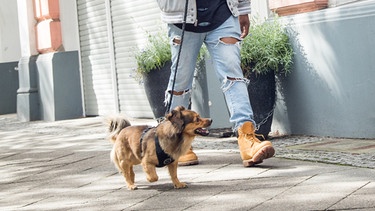 Ein Mann geht in Berlin mit einem Hund spazieren (gestellte Szene).  | Bild: picture alliance / dpa-tmn | Christin Klose