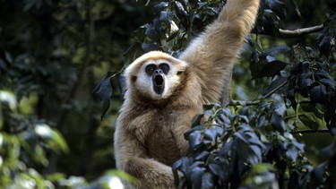 Ein rufender Weisshandgibbon auf einem Baum | Bild: picture alliance / WILDLIFE | WILDLIFE/J.Mallwitz