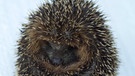 Igel im Schnee | Bild: picture-alliance/dpa