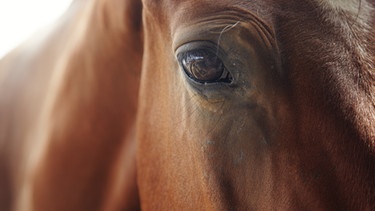 Gesicht eines Pferdes in Nahaufnahme | Bild: colourbox.com