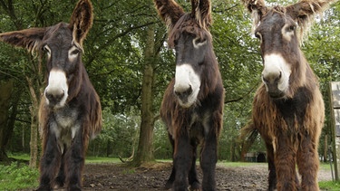 Tierische Freundschaften, Gruppe Esel  | Bild: picture-alliance/dpa