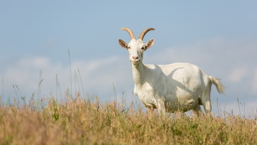 Eine weiße Ziege auf einer Wiese. | Bild: Colourbox.com/Vladimir G.