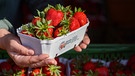 Tag der Erdbeeren | Bild: picture alliance/dpa | Klaus-Dietmar Gabbert