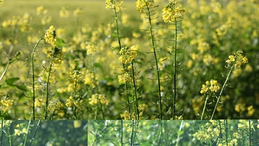 Senfblüten im Herbst, Foto: BR/Herbert Ebner | Bild: BR/Herbert Ebner