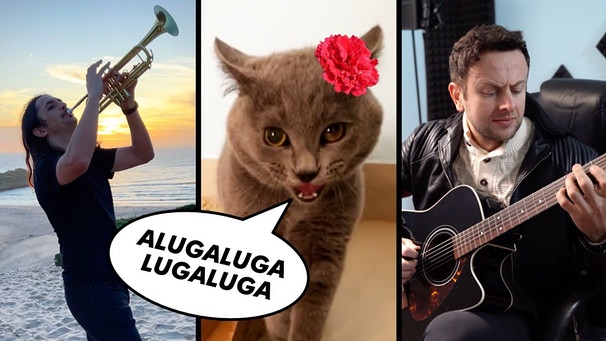 The Kiffness x Alugalug Cat 2.0 - Please Go Away (Flamenco Edit) ft. Spaul | Bild: The Kiffness (via YouTube)