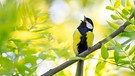 Eine singende Blaumeise sitzt auf einem grünen Ast. | Bild: stock.adobe.com/nataba