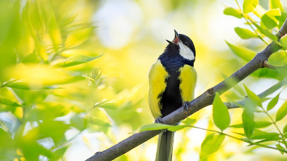 Eine singende Blaumeise sitzt auf einem grünen Ast. | Bild: stock.adobe.com/nataba