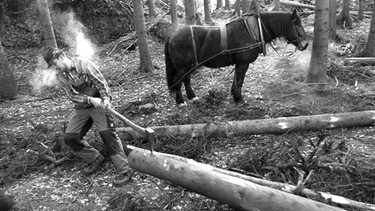 Landmenschen: Bernhard Hage, Untermaiselstein, beim Holzstrecken | Bild: Christian Heumader