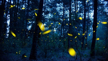 Glühwürmchen | Bild: picture-alliance/dpa