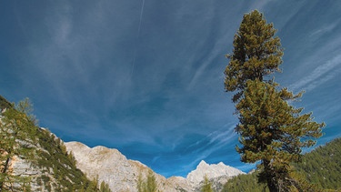 Eine Zirbe im Nationalpark Berchtesgaden. | Bild: BR/nautilusfilm GmbH/Julius Kramer