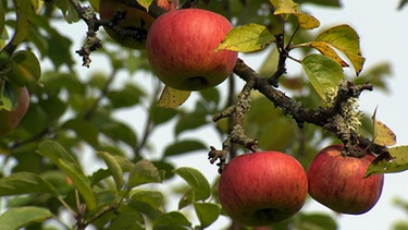 Äpfel auf einer Streuobstwiese | Bild: BR/BR