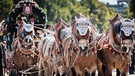 Impressionen vom Einzug der Wiesnwirte beim Oktoberfest in München. Prachtgespann der Spaten-Brauerei. | Bild: BR/Max Hofstetter