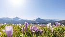 Nahaufnahme von wilden lila und weißen Krokussen auf dem Heuberg.  | Bild: stock.adobe.com/Jochen Netzker