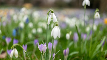 Schneeglöckchen und Krokusse: Die Natur blüht zum Winterende wieder auf und es zeigen sich die ersten blühenden Pflanzen. | Bild: BR/Raphael Kast