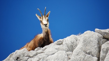 Eine Gams auf einem Felsen im Nationalpark Berchtesgaden. | Bild: stock.adobe.com/Chris Peters