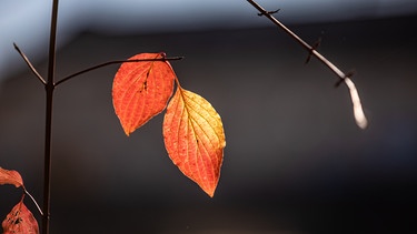 Bunte Herbstblätter am Baum. | Bild: BR/Markus Konvalin