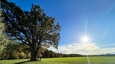 Im Herbst steht die Sonne schon tief: Eine Linde am Waldrand. | Bild: BR/Bernd Nitsche