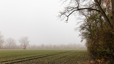 Novemberwetter: Kahle Bäume auf einem Feld bei Hochnebel. | Bild: BR/Sylvia Bentele