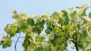 Heilpflanze des Jahres 2025: Blüte der Linde (Tilia). | Bild: BR/BR