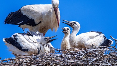 Ein Storch füttert seinen Nachwuchs im Nest.  | Bild: dpa-Bildfunk/Jens Büttner