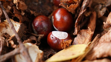 Im Herbst kann man auch Kastanien sammeln. | Bild: dpa-Bildfunk/Marcus Brandt