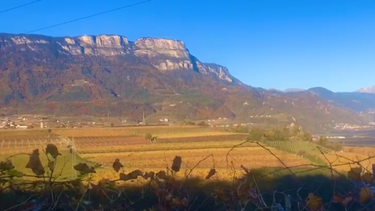 Weinberge Girlan - Südtirol  | Bild: Peter Martini