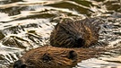 Biber: Wenn die Jungbiber zu erschöpft sind, werden sie auf dem Rücken von den älteren Tieren huckepack genommen und wieder zum Bau zurück gebracht  | Bild: Christian Kutschenreiter