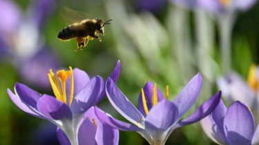 Eine Biene fliegt über blühende Krokusse im Luitpoldpark.
| Bild: dpa-Bildfunk/Katrin Requadt