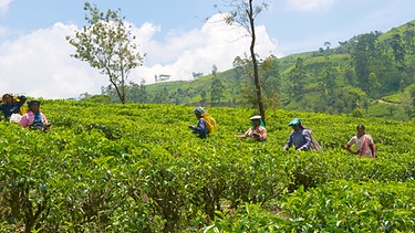 Sklaven der Neuzeit. Misereors diesjährige Fastenaktion in Sri Lanka - Symbolbild (tamilische Teepflückerinnen)  | Bild: picture-alliance/dpa Ursula Düren