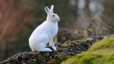 Alpenschneehase | Bild: picture-alliance/dpa