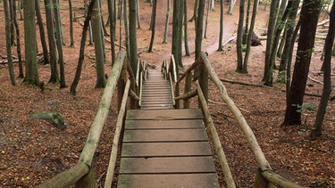 Holztreppe im Laubwald | Bild: MEV / Robert Kalb