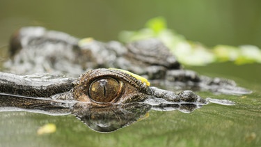 Krokodil im Wasser | Bild: BBC/BR/Mairead Maclean