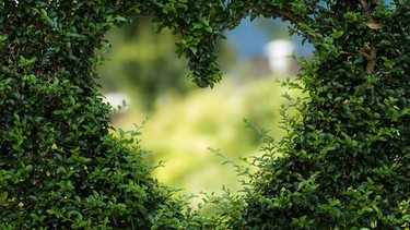 Buchsbaum mit Herzausschnitt | Bild: Pixabay