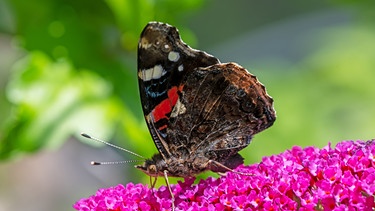 Admiral Schmetterling auf Blüten
| Bild: colourbox.com/#260882