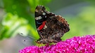 Admiral Schmetterling auf Blüten
| Bild: colourbox.com/#260882