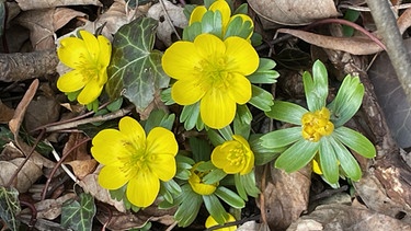 Der Vorfrühling kommt in Gelb | Bild: BR-Andreas Modery