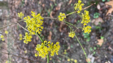 Der Vorfrühling kommt in Gelb | Bild: BR-Andreas Modery