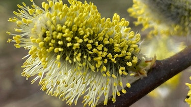 Der Vorfrühling kommt in Gelb | Bild: BR-Andreas Modery