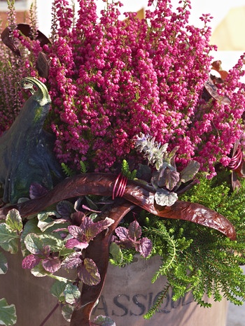 Die Farben des Herbstes auf dem Balkon und im Garten | Bild: GMH