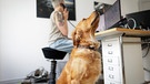 Ein Hund im Büro | Bild: picture alliance / /photothek.de | Juliane Sonntag