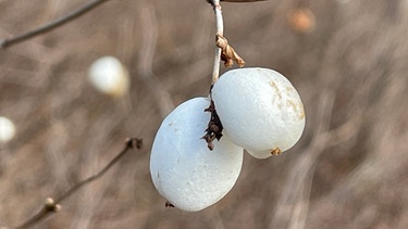 Schneebeere | Bild: Andreas Modery