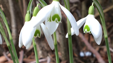 Schneeglöckchen | Bild: Andreas Modery