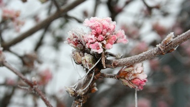 Winterblüher Schneeball | Bild: Andreas Modery