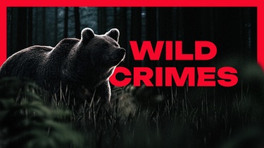 Titelbild des ARD Audiothek Podcasts Wild Crimes | Bild: Montage: BR/Adobe Stock/Ondrej Prosicky