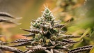 Erntereife Cannabispflanzen stehen in einem Aufzuchtszelt unter künstlicher Beleuchtung in einem Privatraum. | Bild: dpa-Bildfunk/Christian Charisius