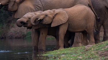 Elefantenherde an einer Wasserstelle  | Bild: BBC Studios/BR/Shutterstock.com/Troy Meeser