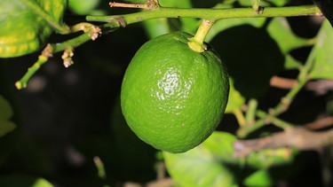 Unreife Zitrone am Baum | Bild: picture-alliance/dpa